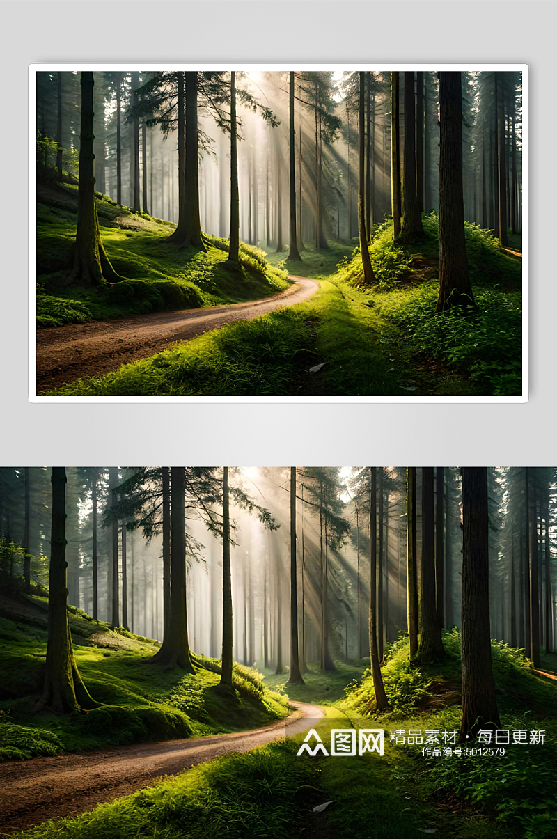 梦幻森林树木背景图片素材