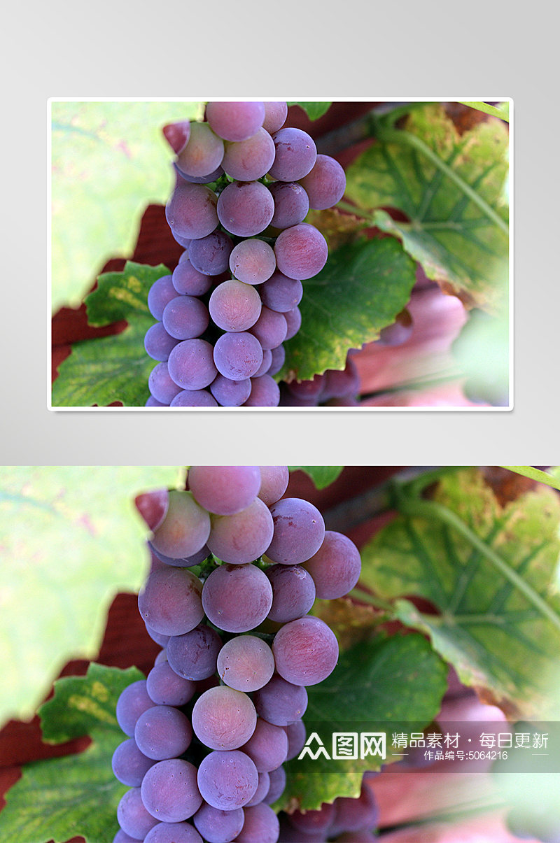 紫葡萄水果实拍摄影图片素材