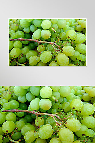 葡萄种植实拍摄影图片