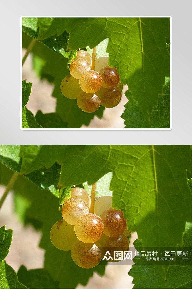 葡萄树果实实拍摄影图片素材