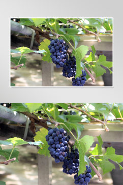 葡萄树果实实拍摄影图片