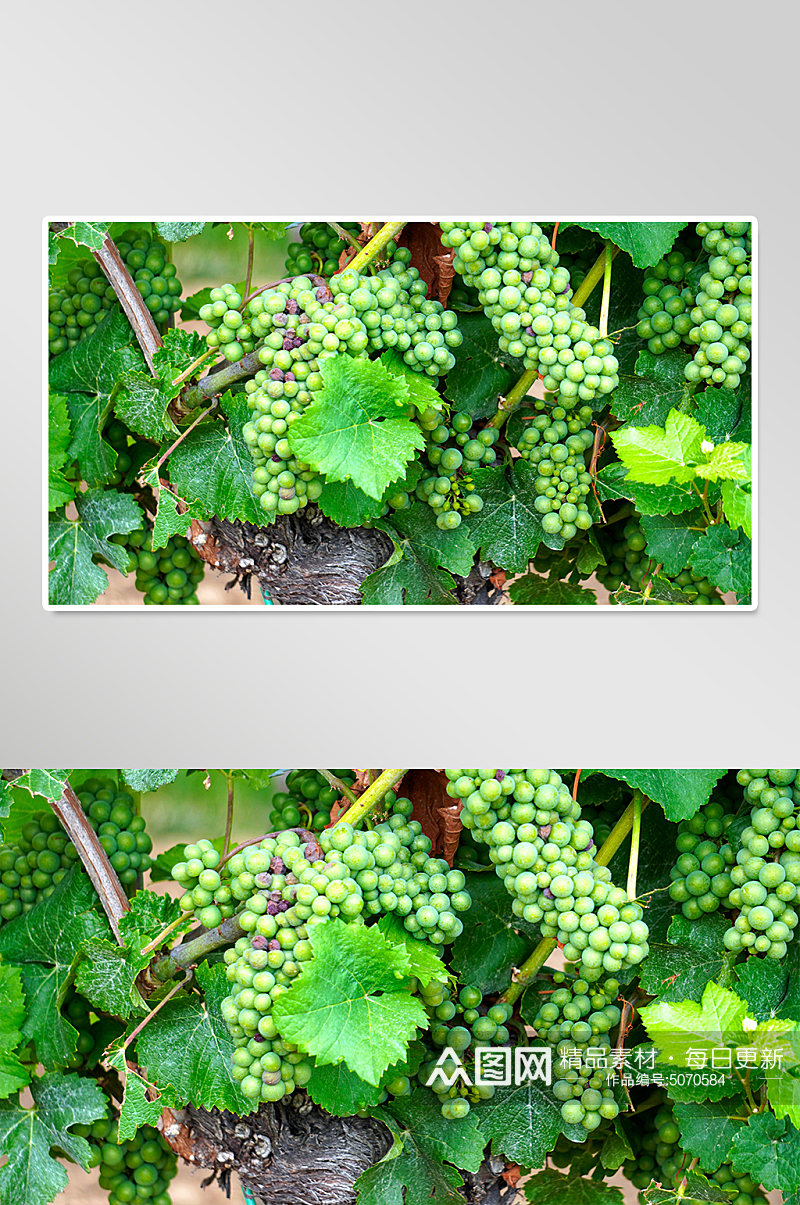 农产品葡萄水果实拍摄影图片素材