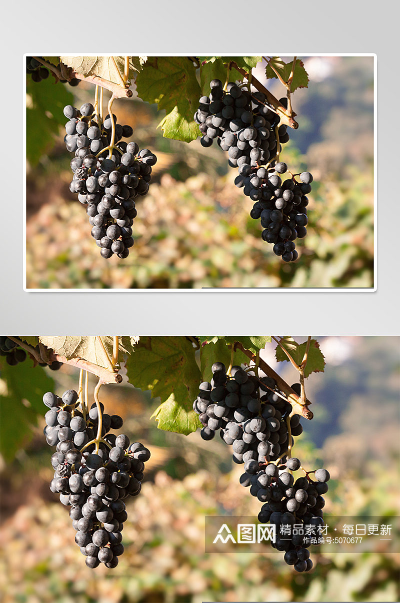 农产品葡萄水果实拍摄影图片素材