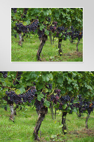 农产品葡萄水果实拍摄影图片