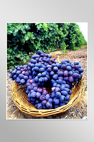 农产品葡萄水果实拍摄影图片
