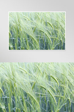 小麦稻田乡村摄影图