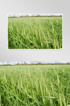 小麦稻田乡村摄影图