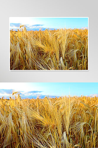 乡村振兴稻子麦穗摄影图