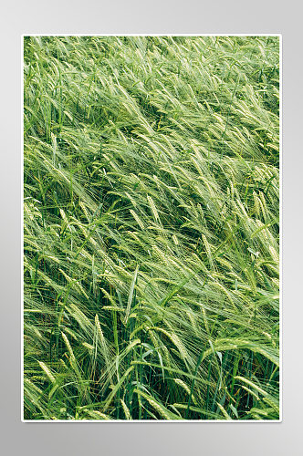 农村丰收稻子麦穗摄影图