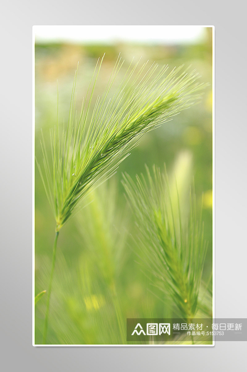 农村丰收稻子麦穗摄影图素材