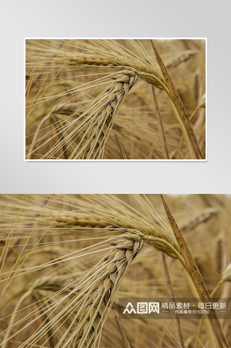 农村丰收稻子麦穗摄影图素材