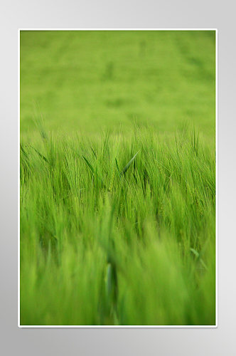 农村丰收稻子麦穗摄影图