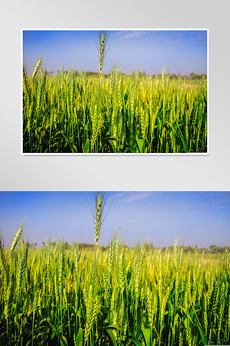 丰收节稻田农村摄影图