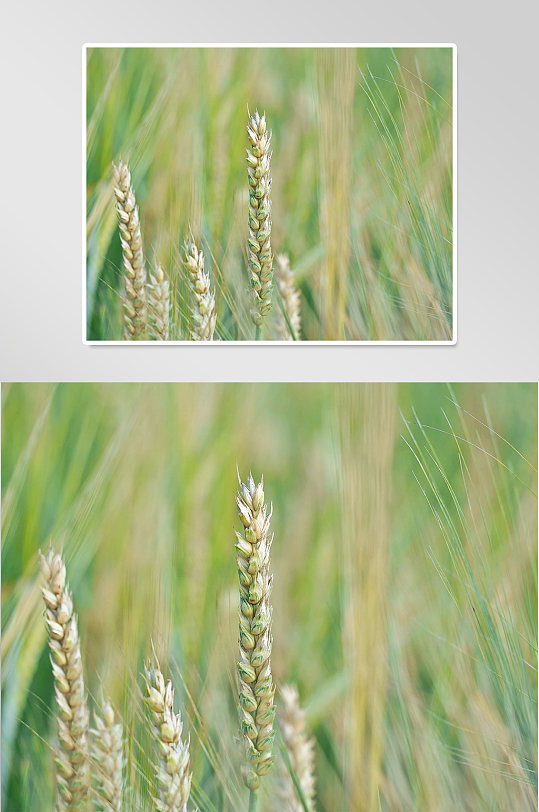 农业稻田稻子摄影图