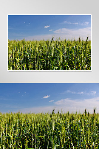 农业麦穗乡村振兴摄影图