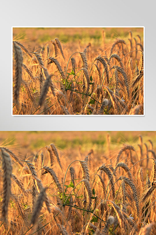 农业稻田稻子摄影图
