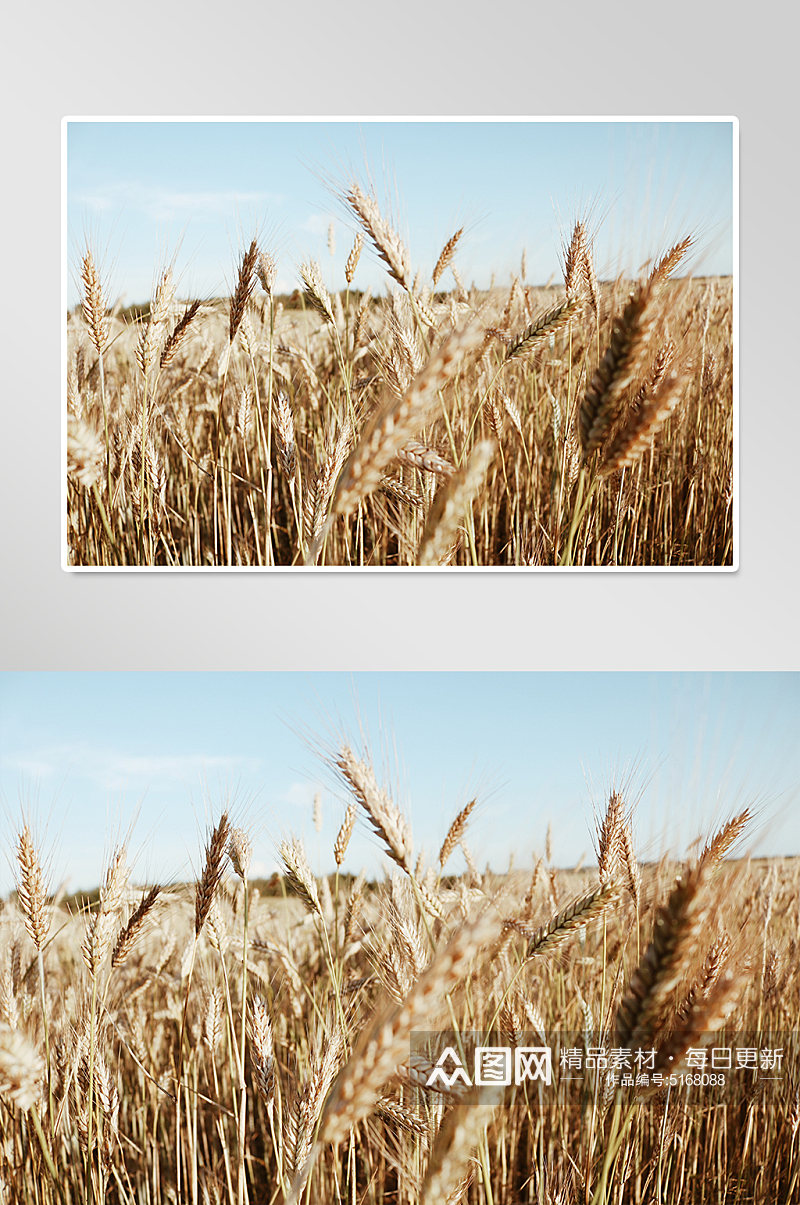 农业稻田稻子摄影图素材