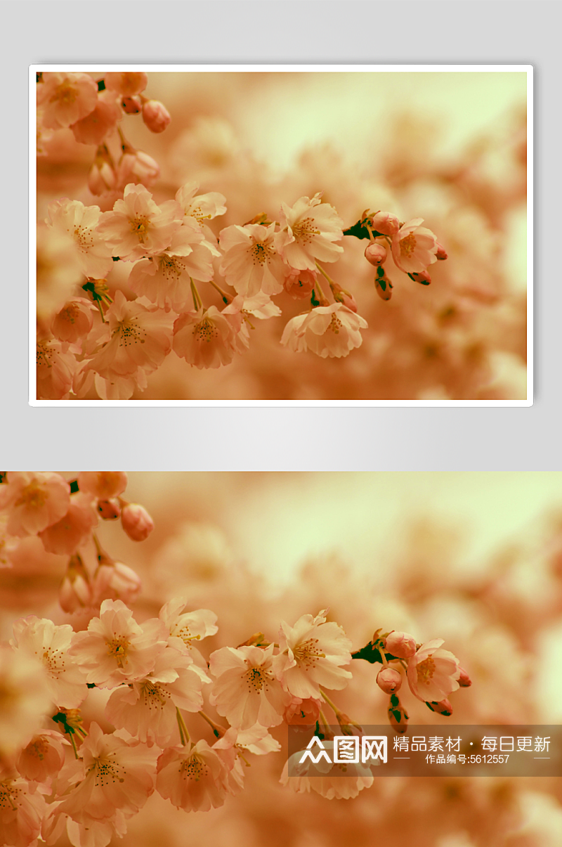 美丽樱花摄影图片素材