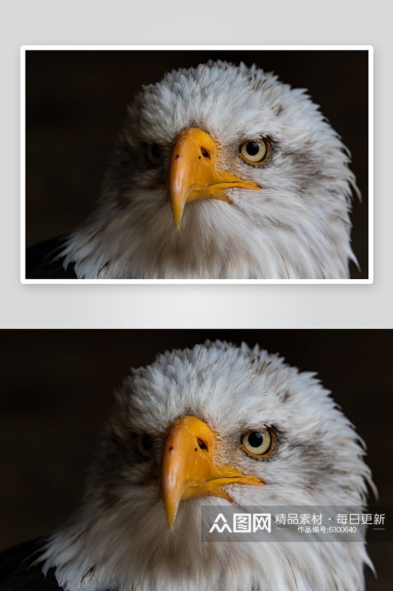 雄鹰野生动物摄影图片素材