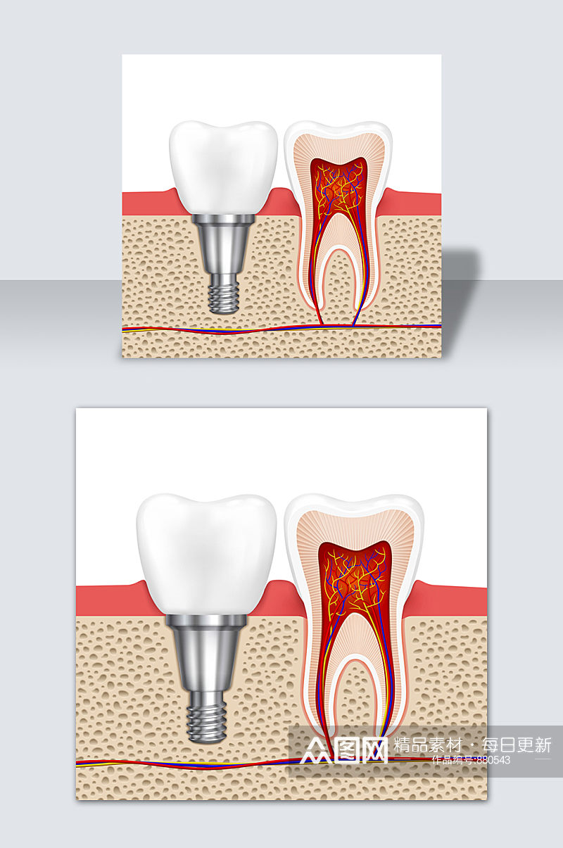 手绘卡通牙齿结构口腔科矢量元素素材