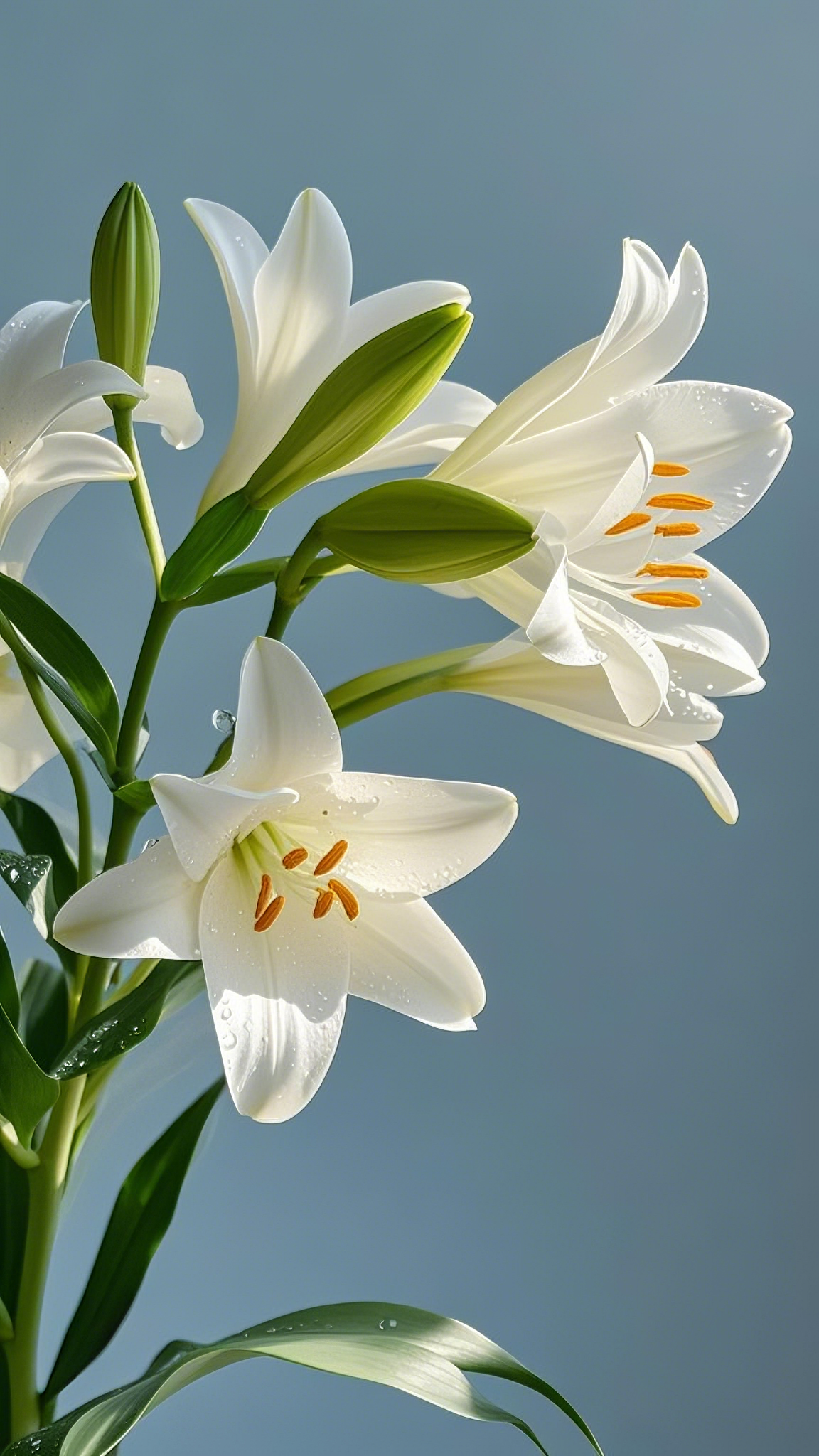 AI数字艺术白色含苞百合花摄影图片素材