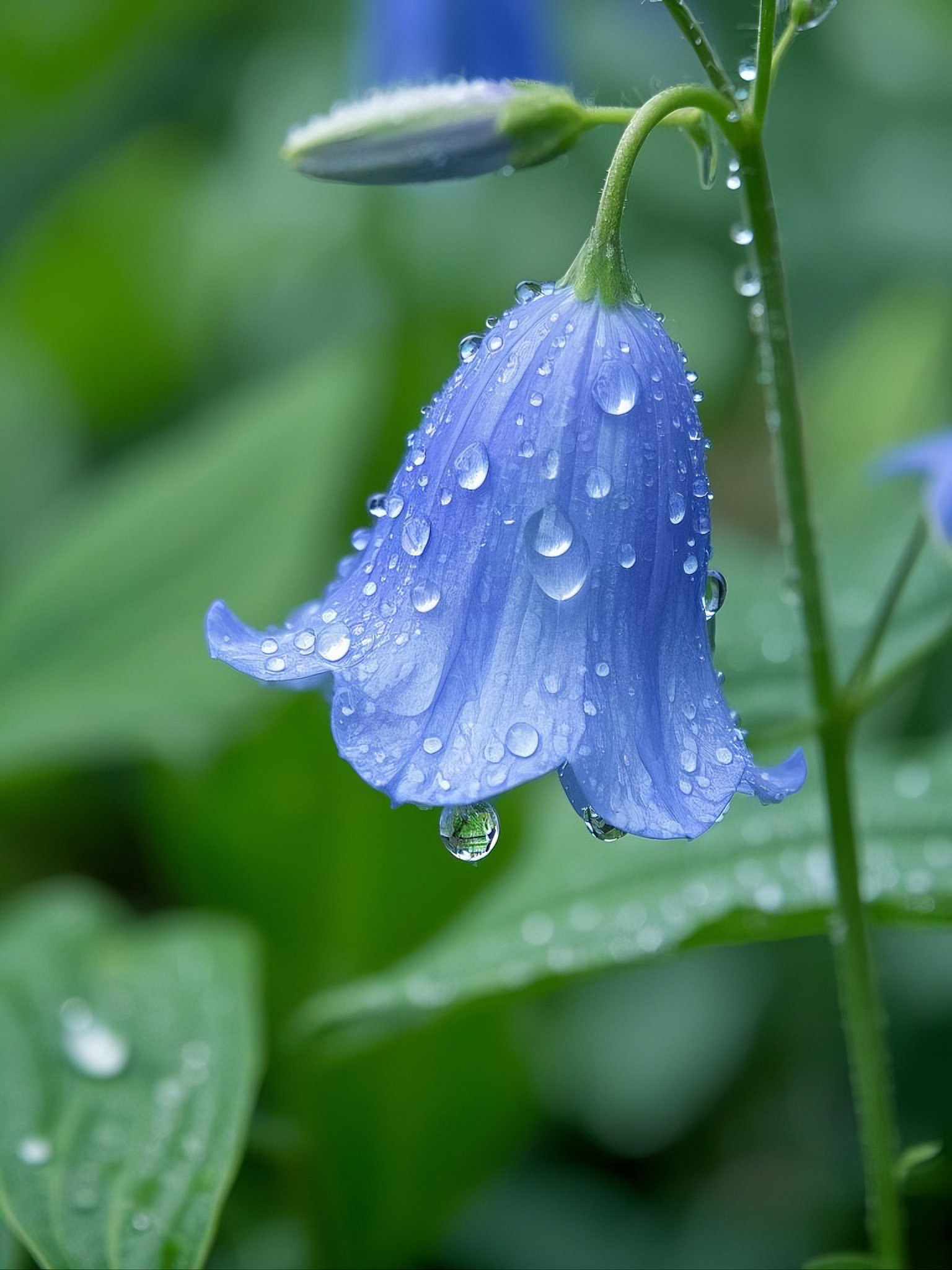 AI数字艺术雨中的一朵蓝铃花摄影图片素材
