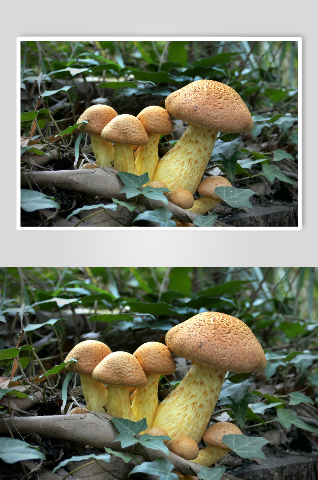 野生蘑菇菌菇类摄影图片素材