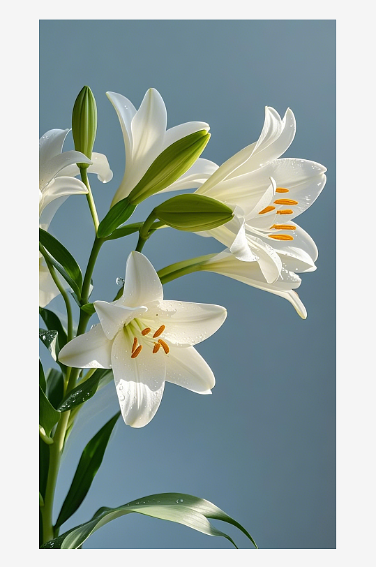 AI数字艺术白色含苞百合花摄影图片