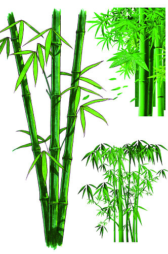 精美植物竹子免扣素材