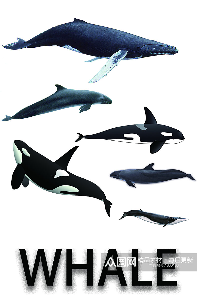 精美动物鲸鱼免扣元素素材
