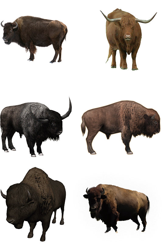 精美动物牦牛免扣素材