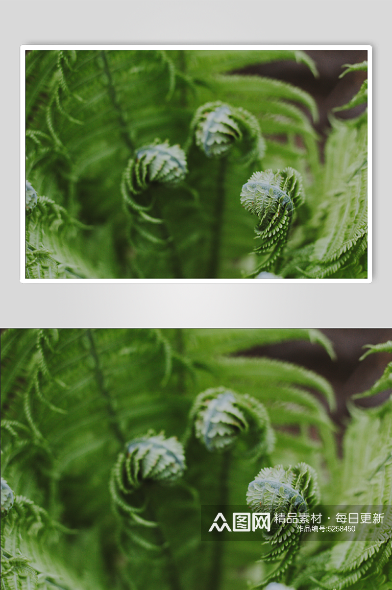 绿色蕨类植物摄影图片素材