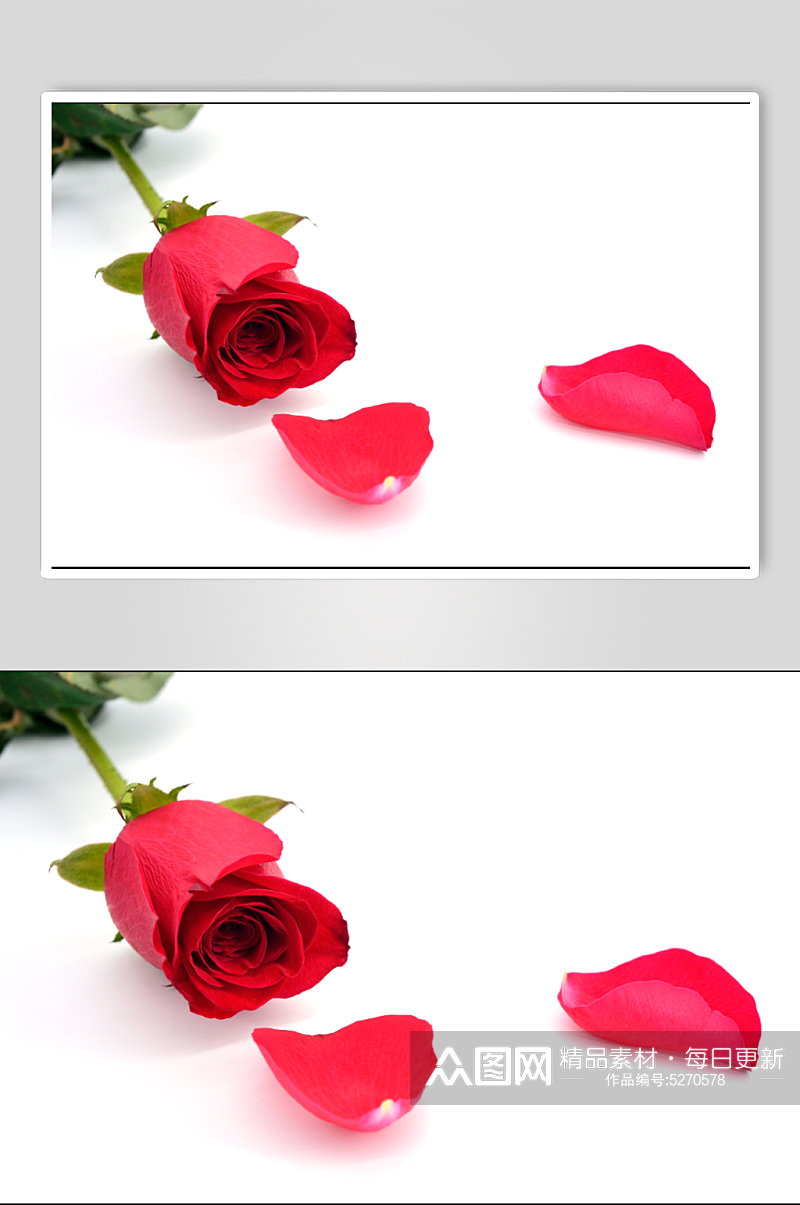 玫瑰花和玫瑰花瓣素材