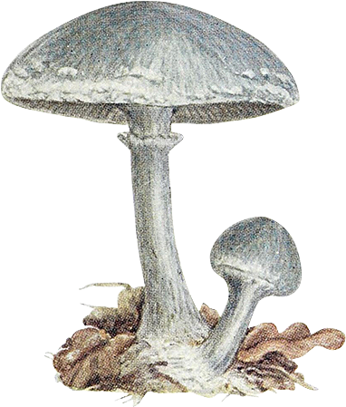 手绘水彩蘑菇设计素材元素素材