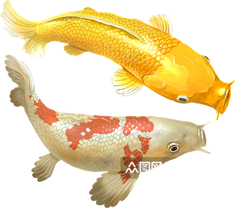 中国风手绘锦鲤鱼插画免抠PNG装饰设计素材