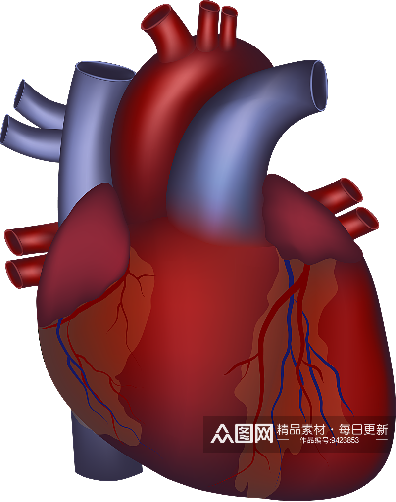 手绘医学人体器官肾脏肝脏心脏内脏素材素材