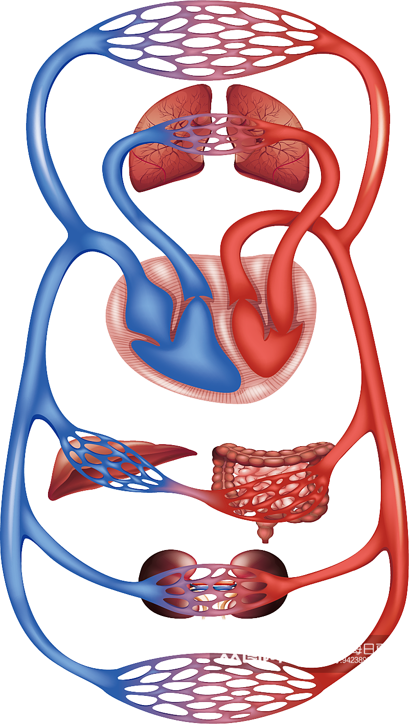手绘医学人体器官肾脏肝脏心脏内脏素材