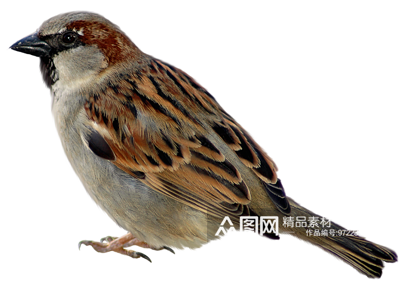 png免抠麻雀鸟类飞鸟动物图片元素素材