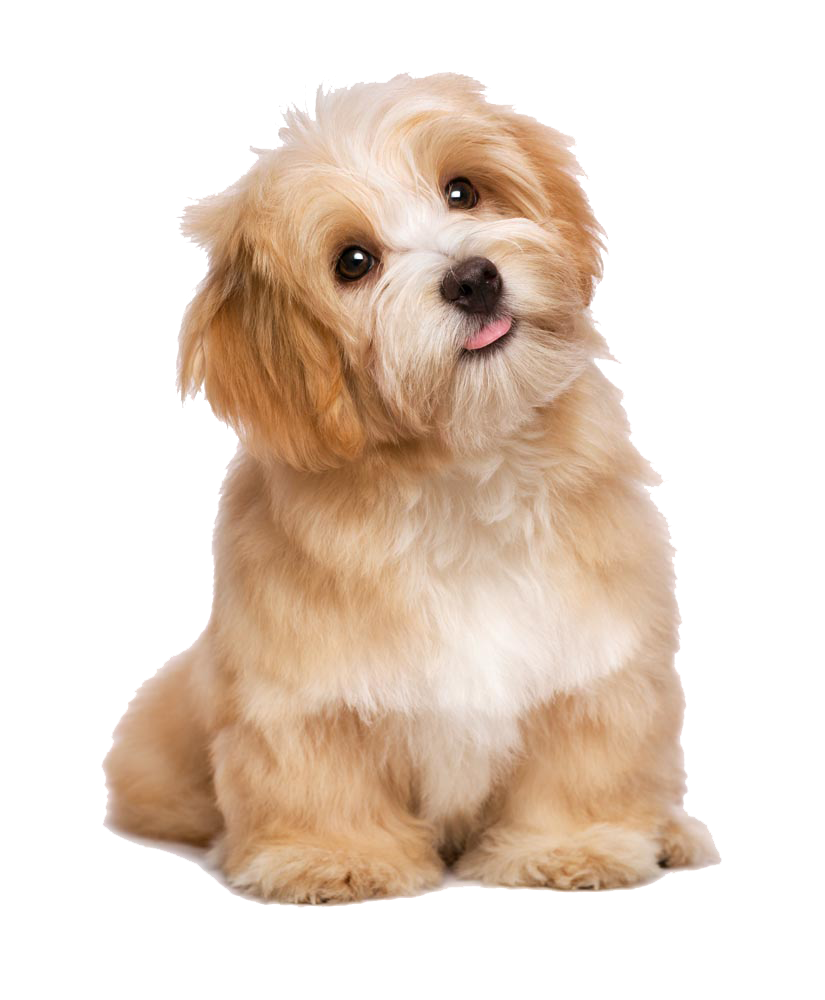 可爱宠物狗各种狗狗犬类动物高清PNG素材素材
