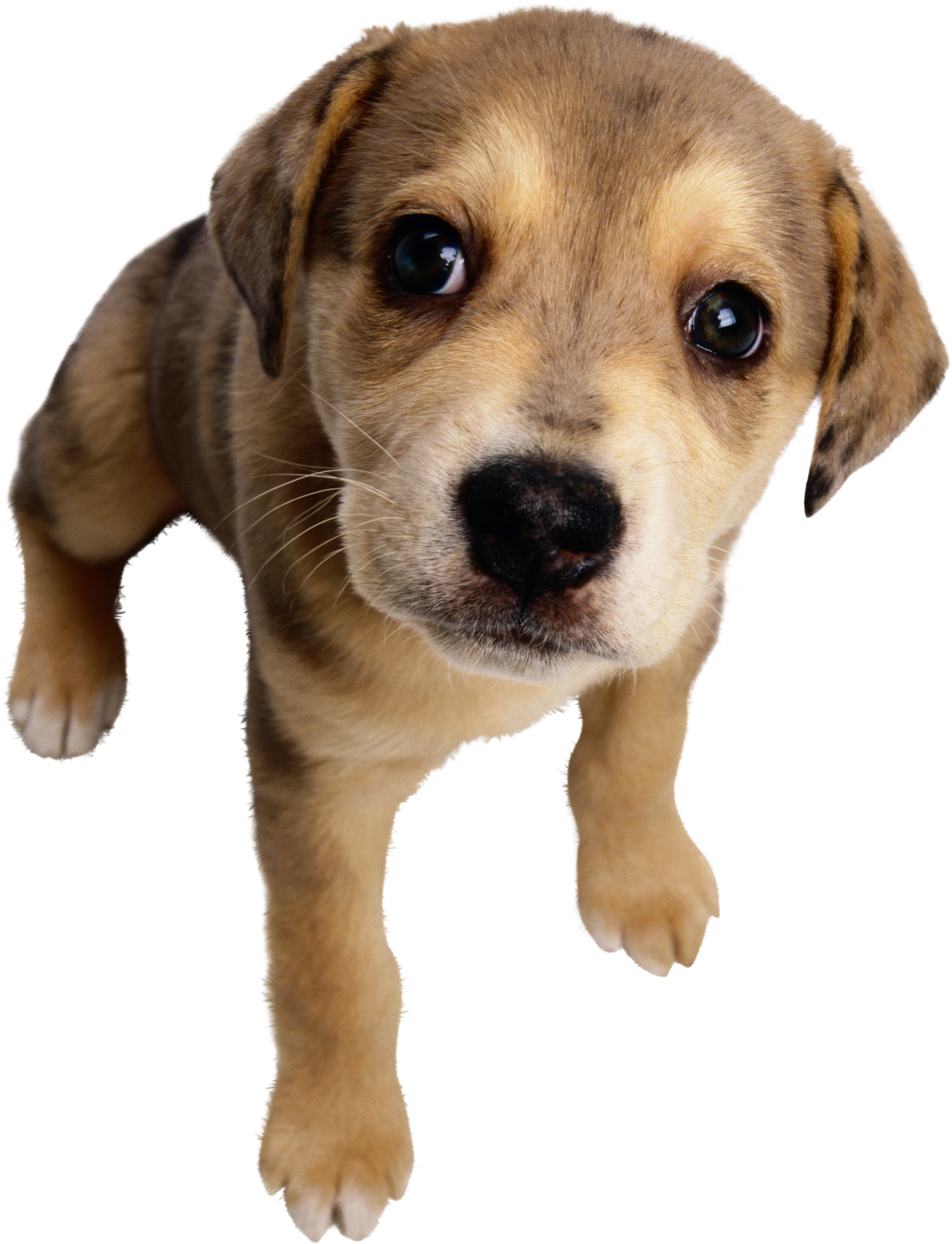 可爱宠物狗各种狗狗犬类动物高清PNG素材
