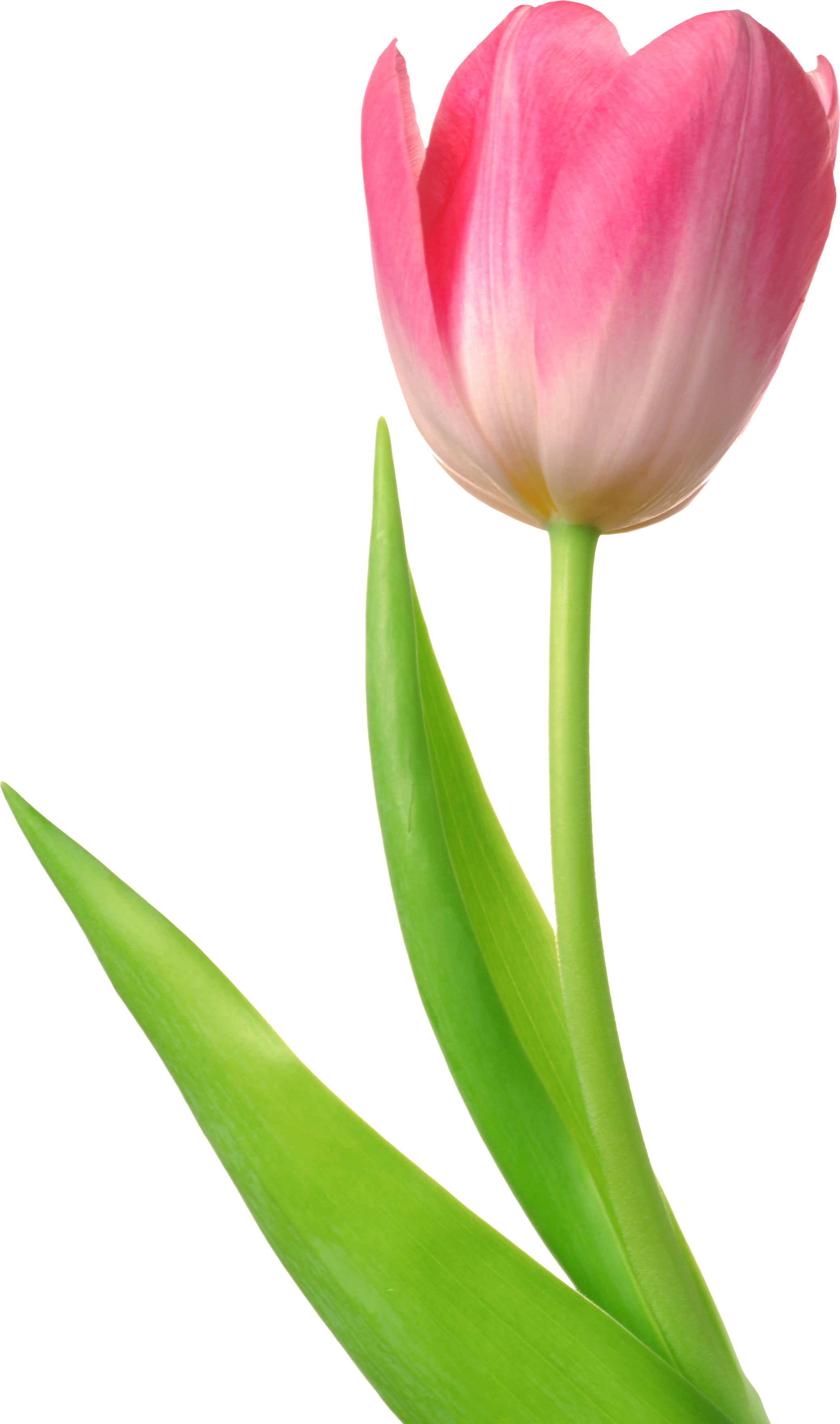 卡通手绘郁金香花朵花卉背景PNG免抠素材素材