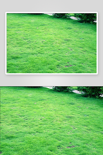 绿色草地背景高清摄影素材
