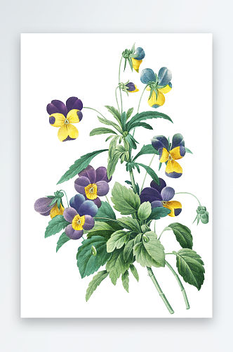 水彩手绘花卉设计素材
