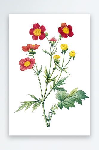 水彩手绘花卉设计素材