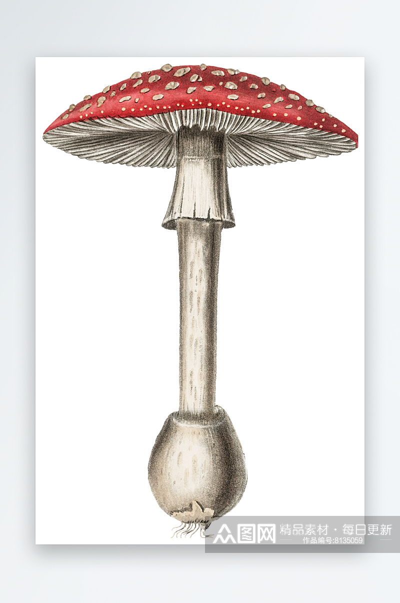 手绘水彩蘑菇设计素材素材