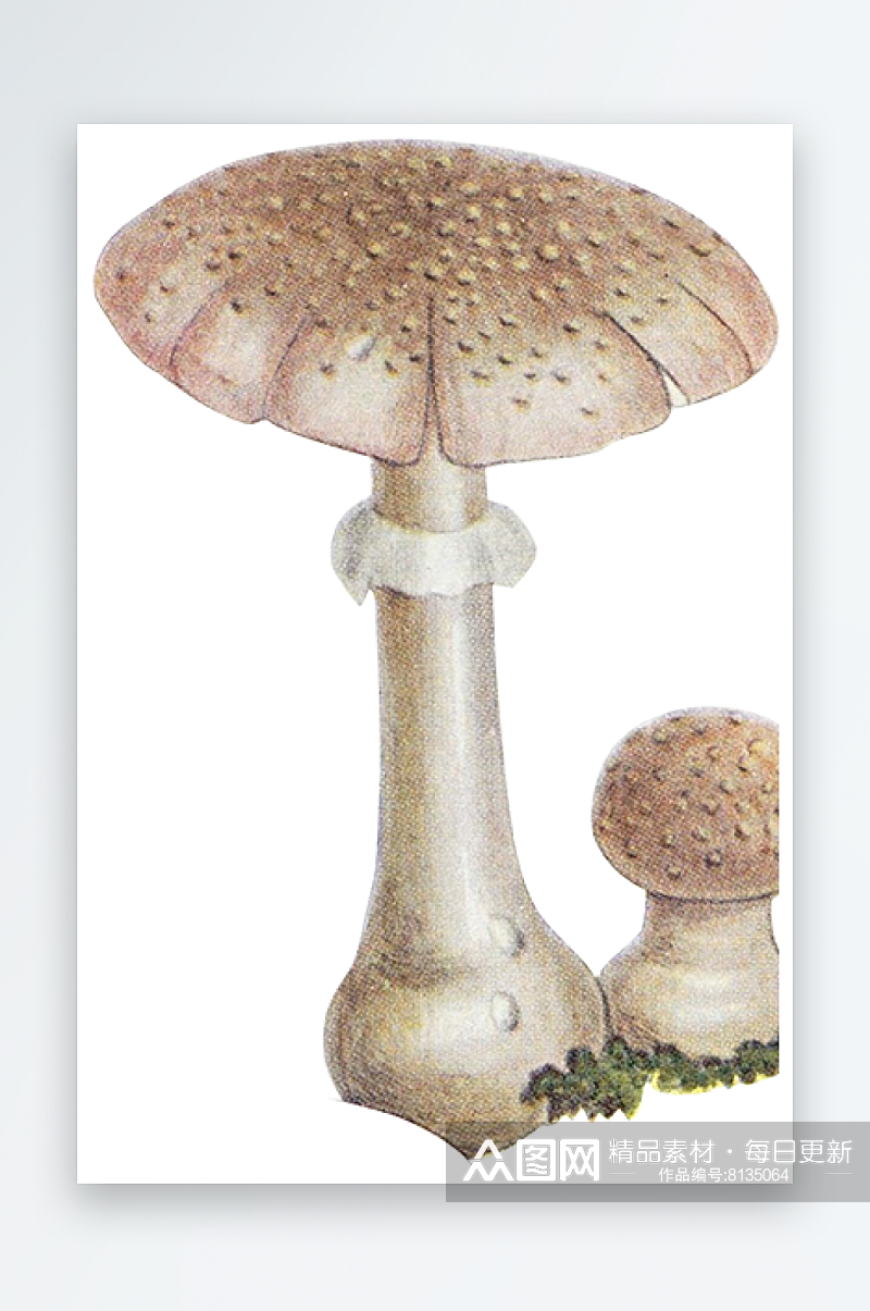 手绘水彩蘑菇设计素材素材