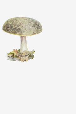 手绘水彩蘑菇设计素材元素