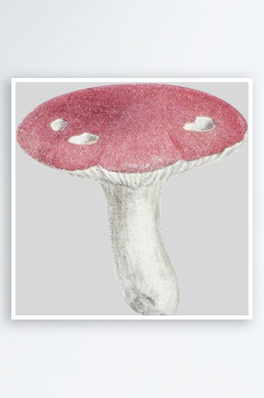 手绘水彩蘑菇设计素材