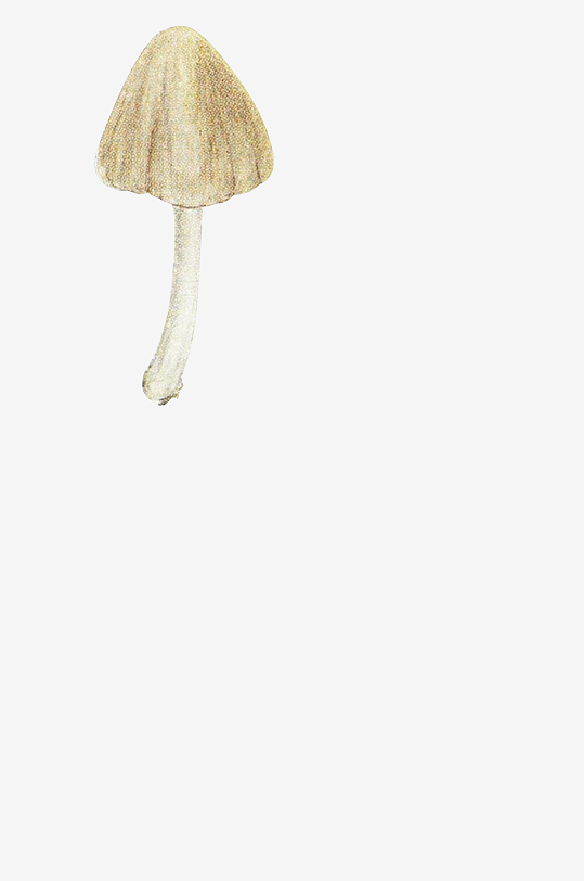 手绘水彩蘑菇设计素材元素