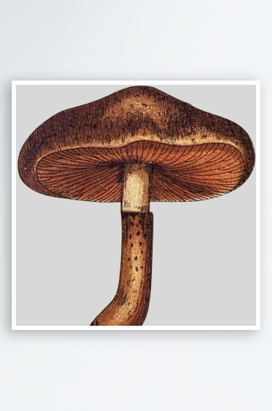 手绘水彩蘑菇设计素材